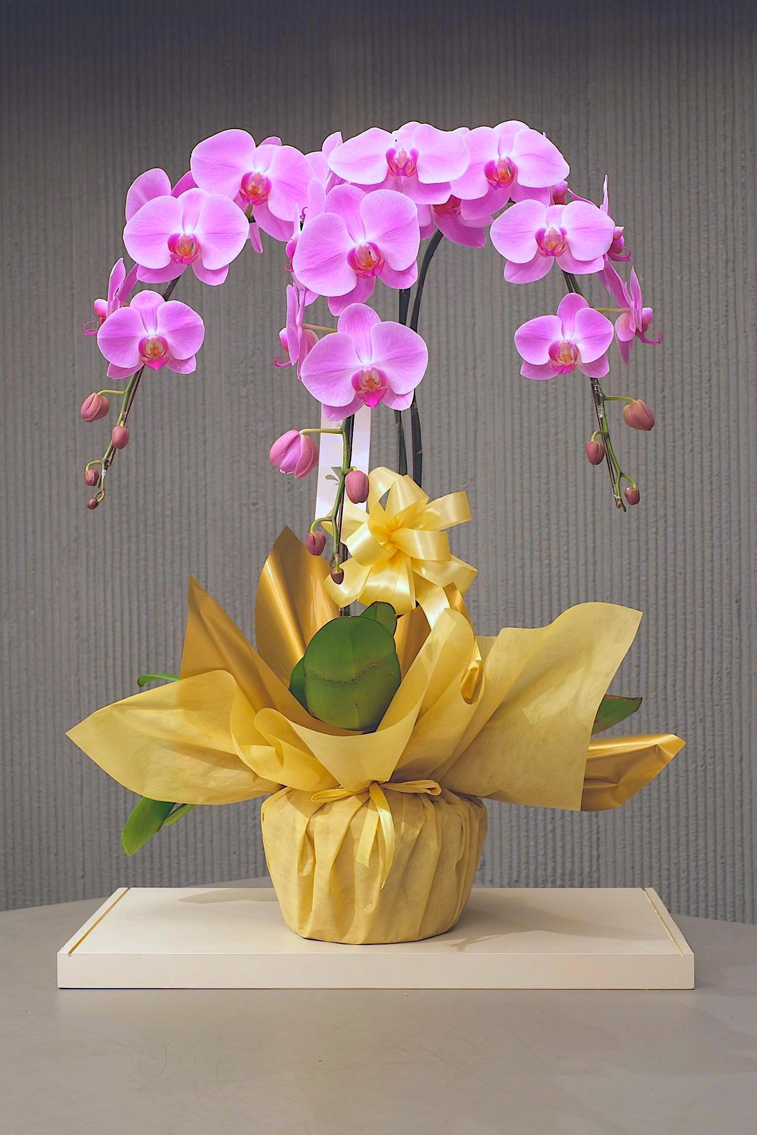 BLOOMING CAREER