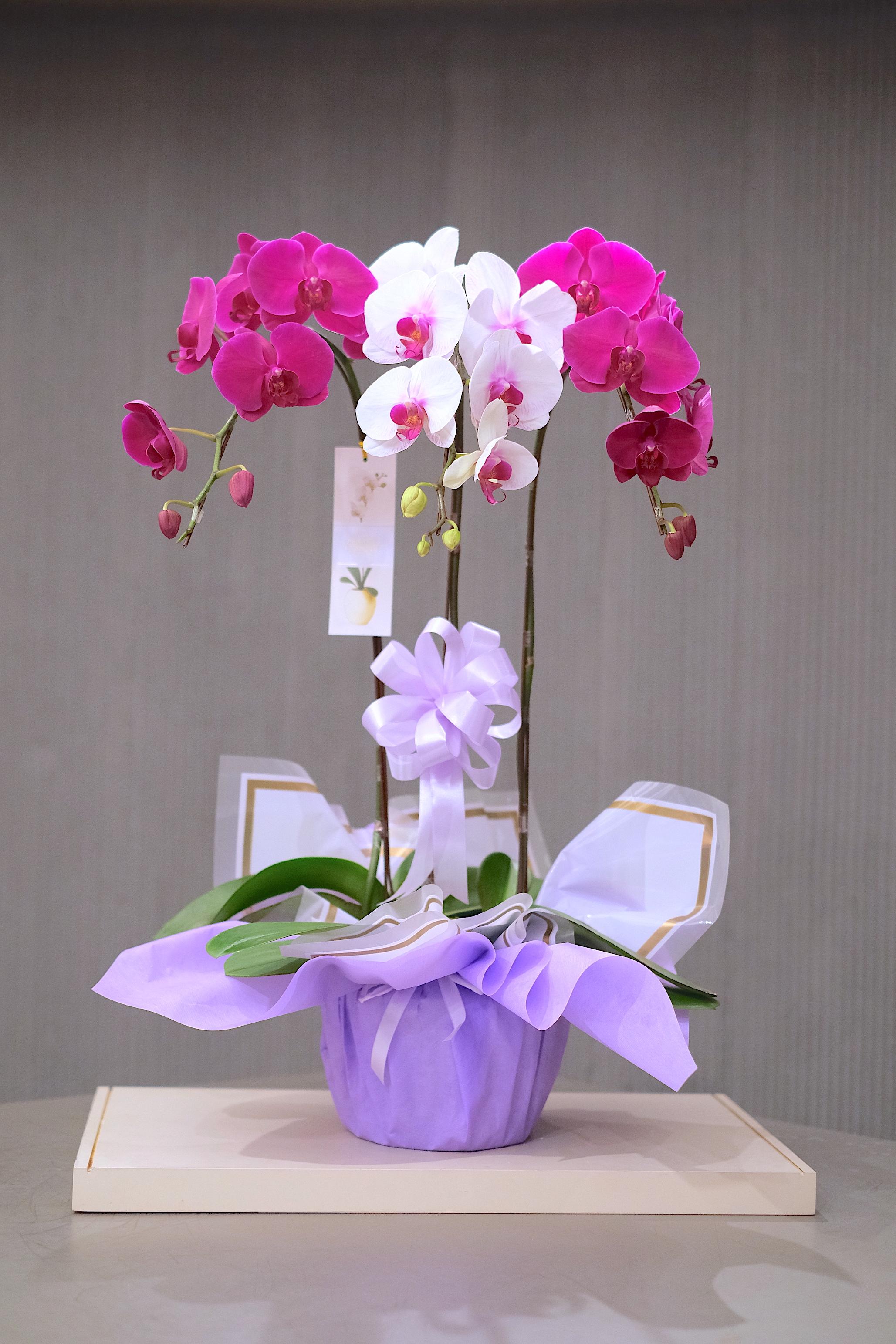 FUCHSIA CHARM