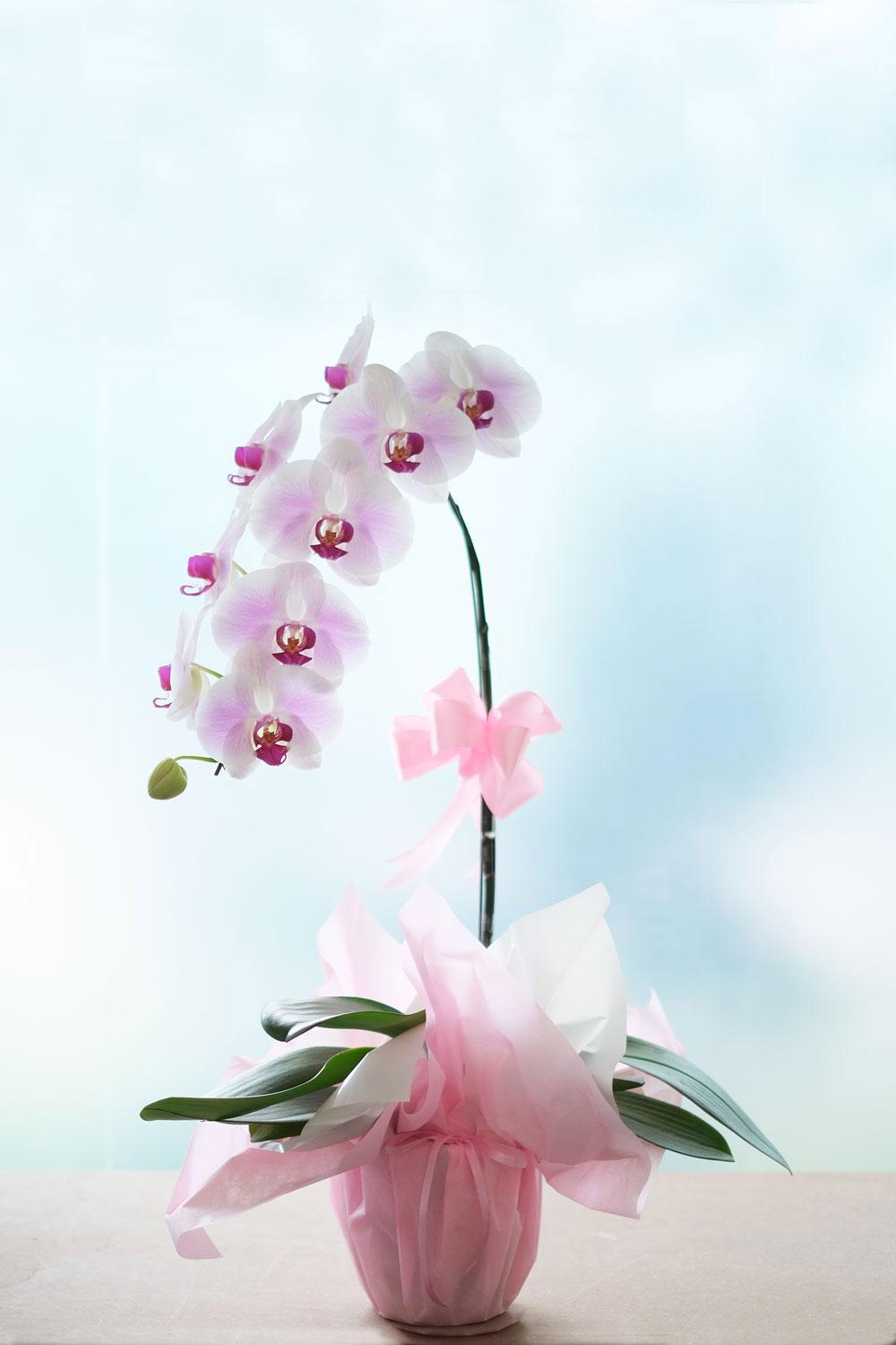 WARMEST GRATITUDE | Orchid Culture