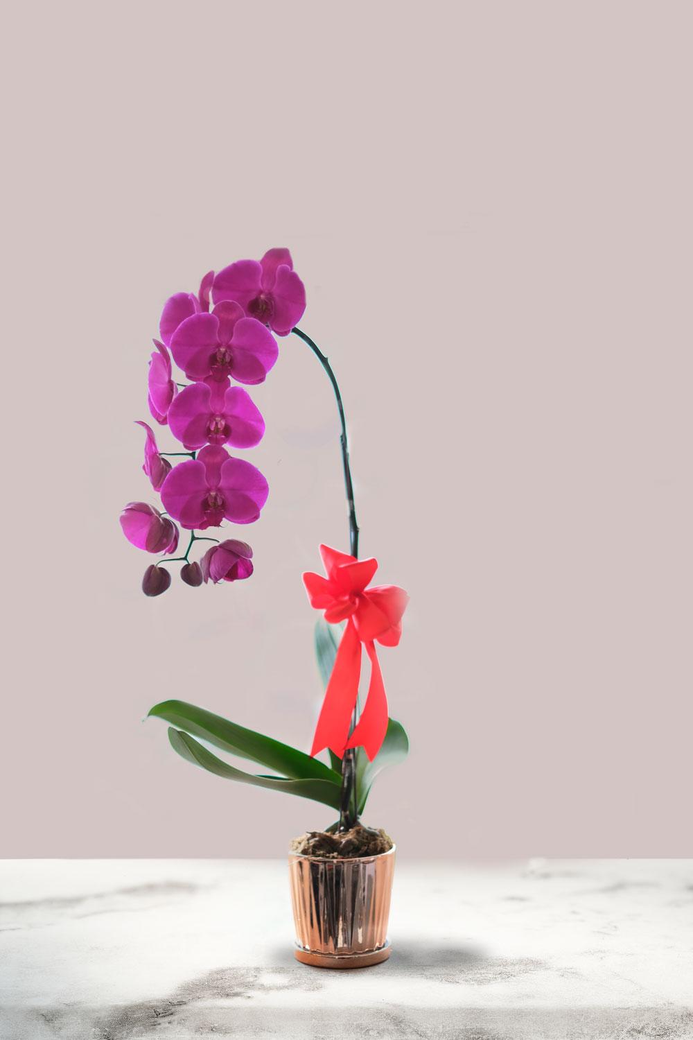 orchid life sdn bhd
