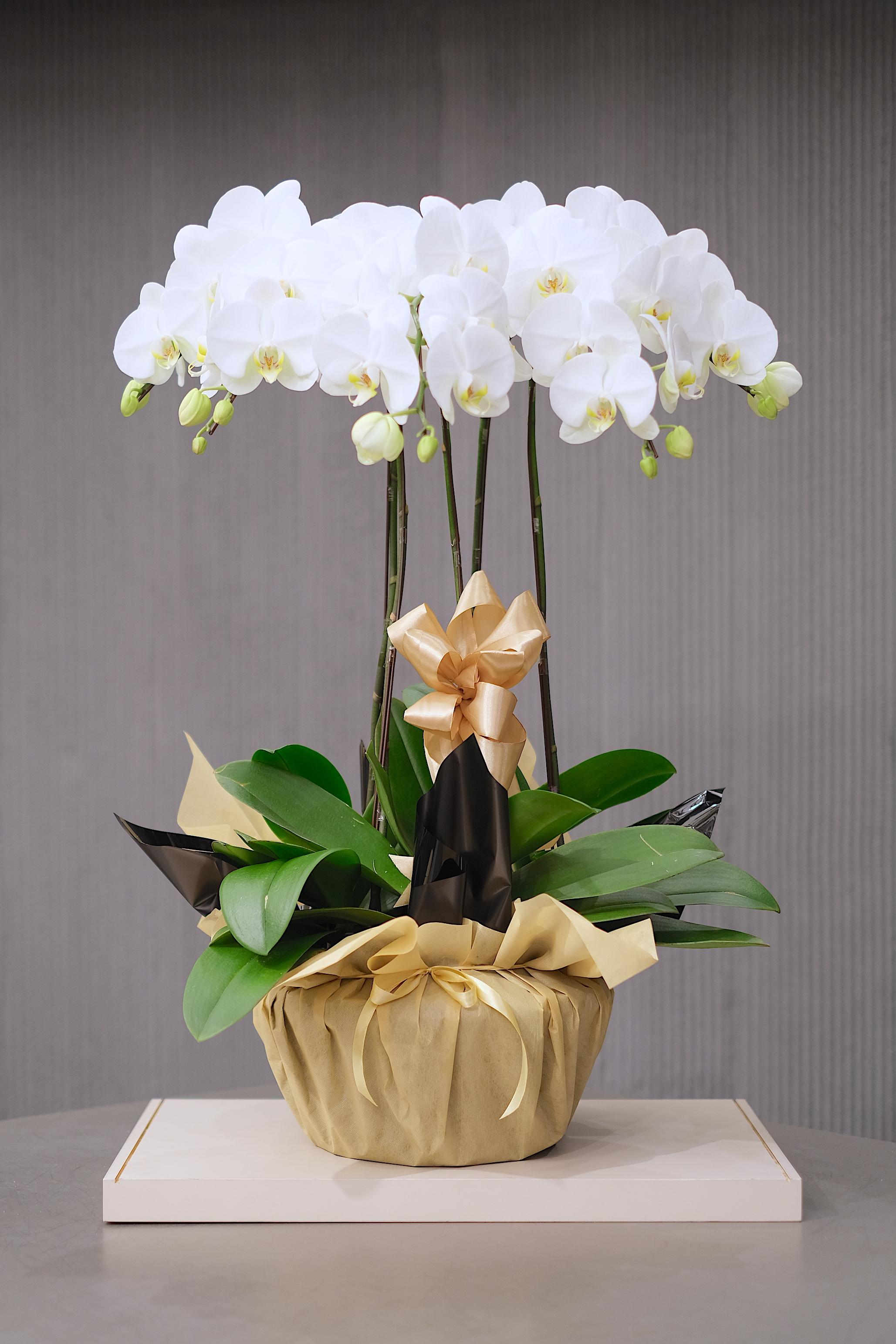 ENDLESS ELEGANCE