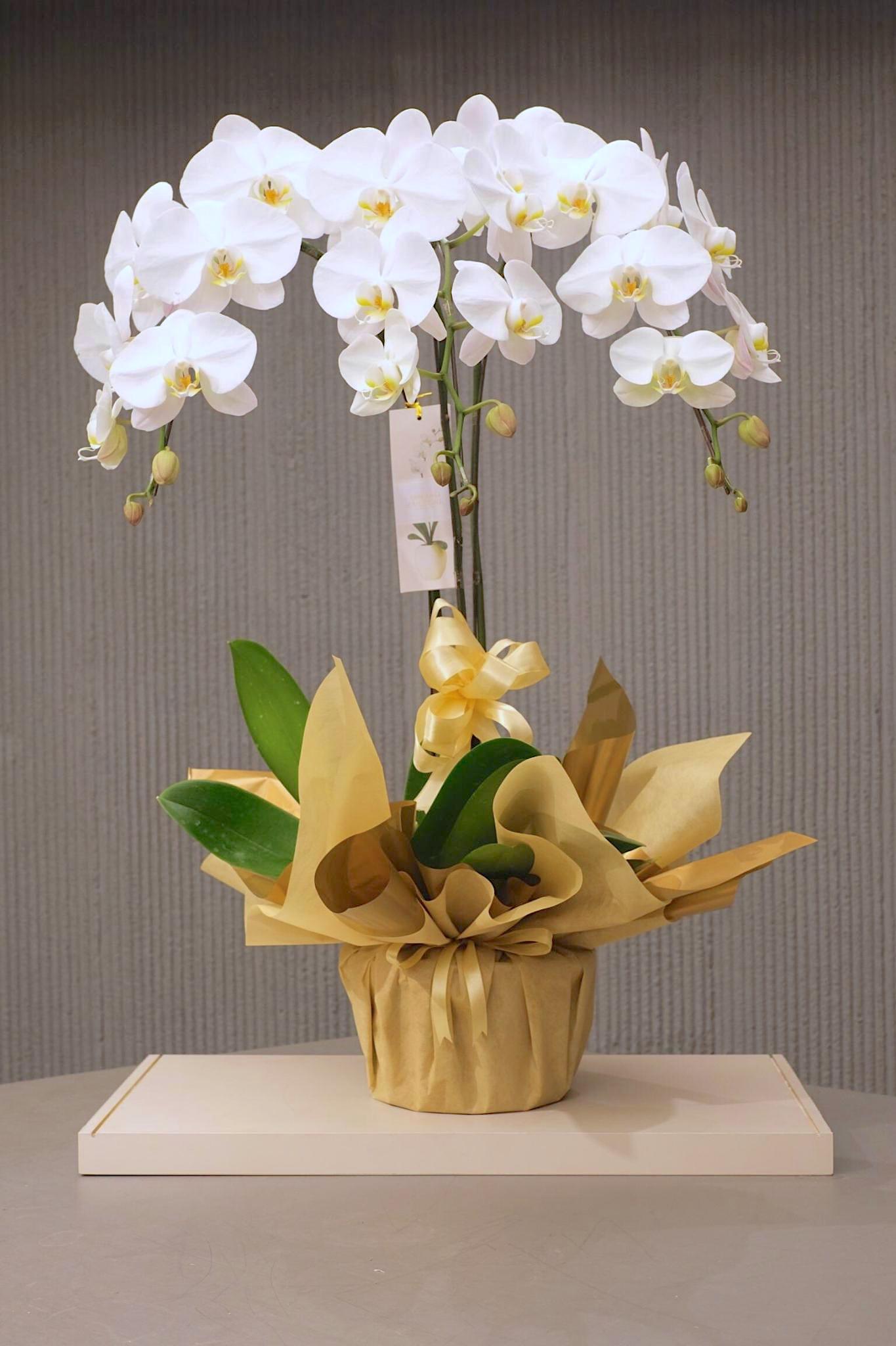 ROYAL WHITE