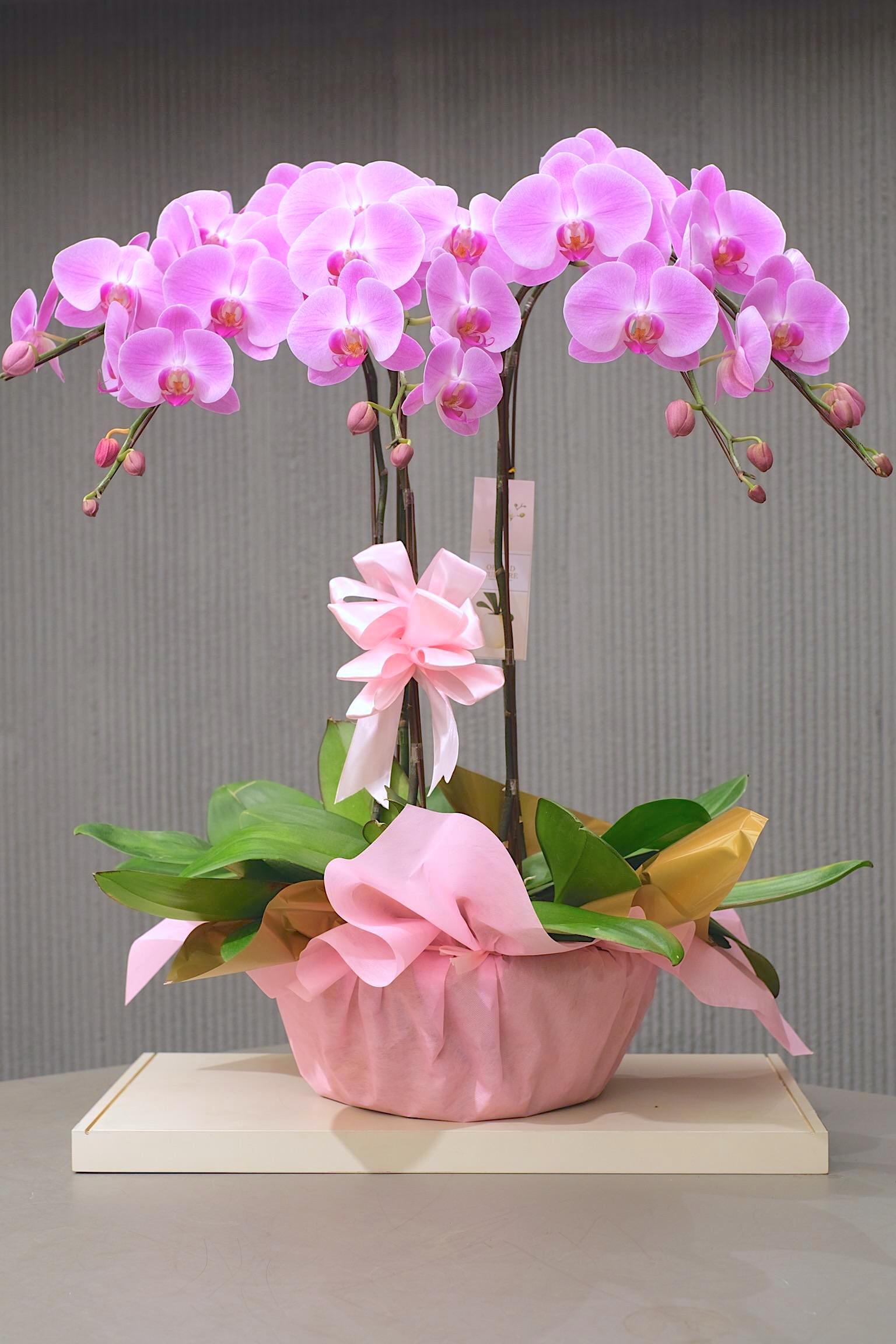 GRAND PINK