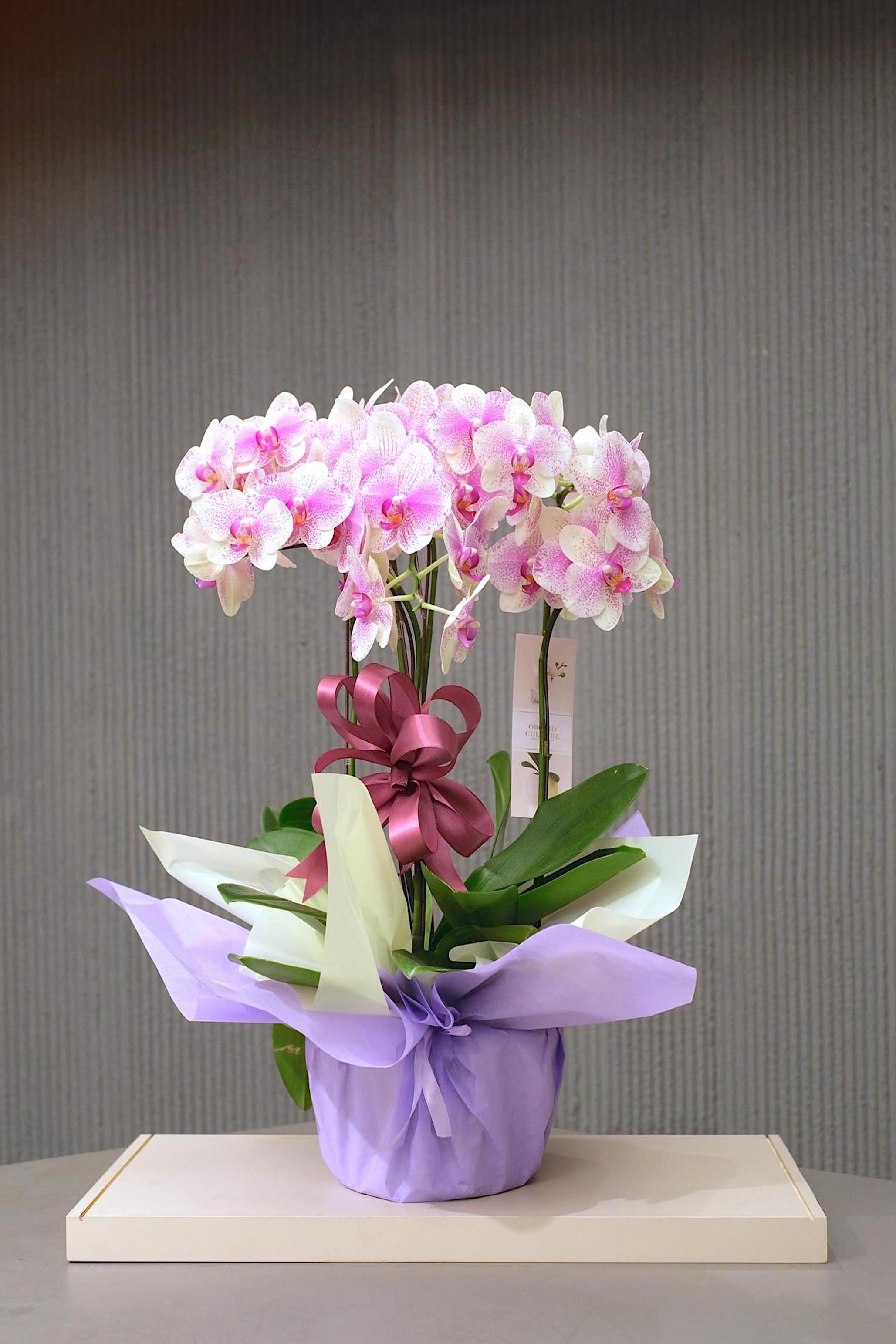 BLOOMING LAVENDER
