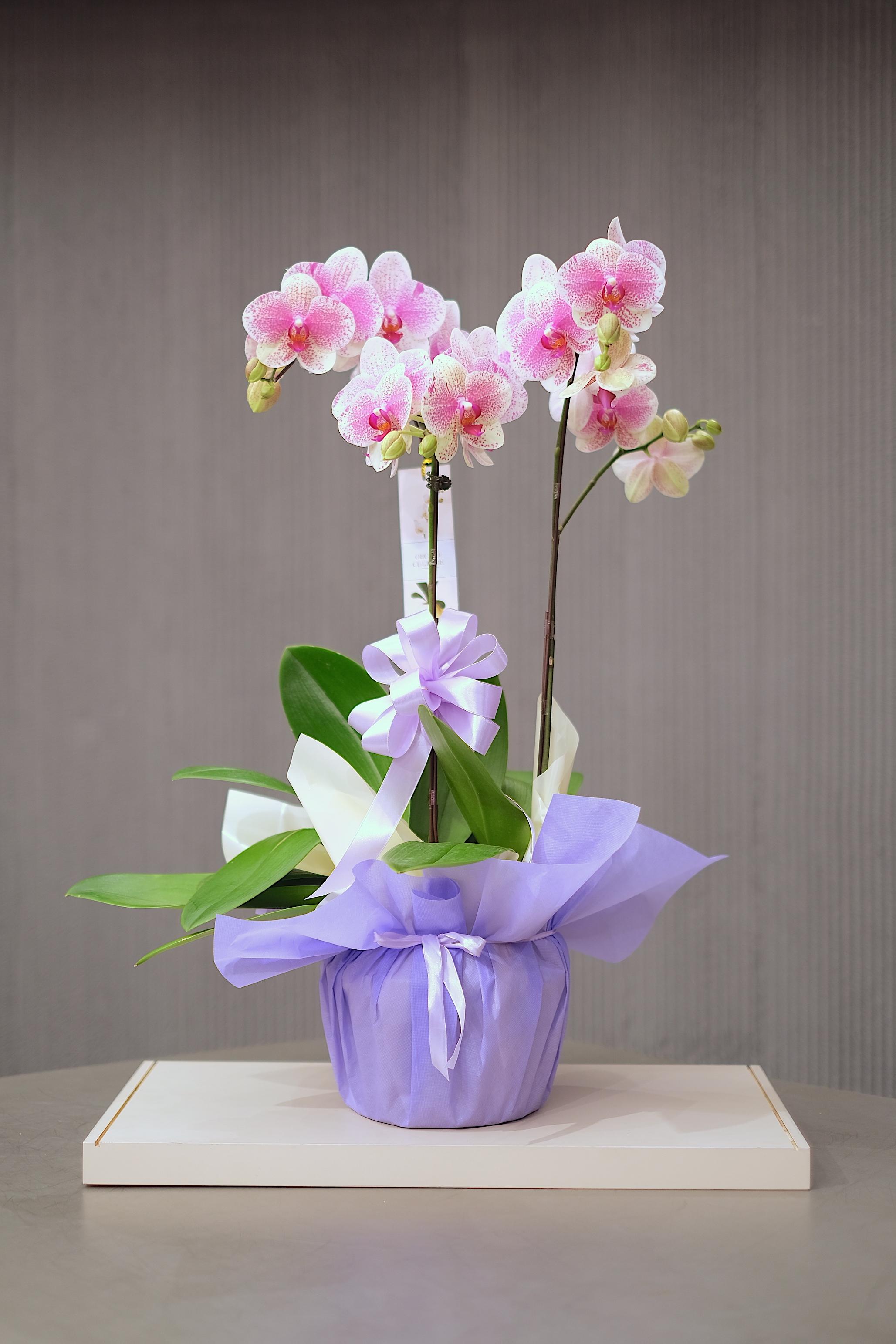 BLOOMING LAVENDER
