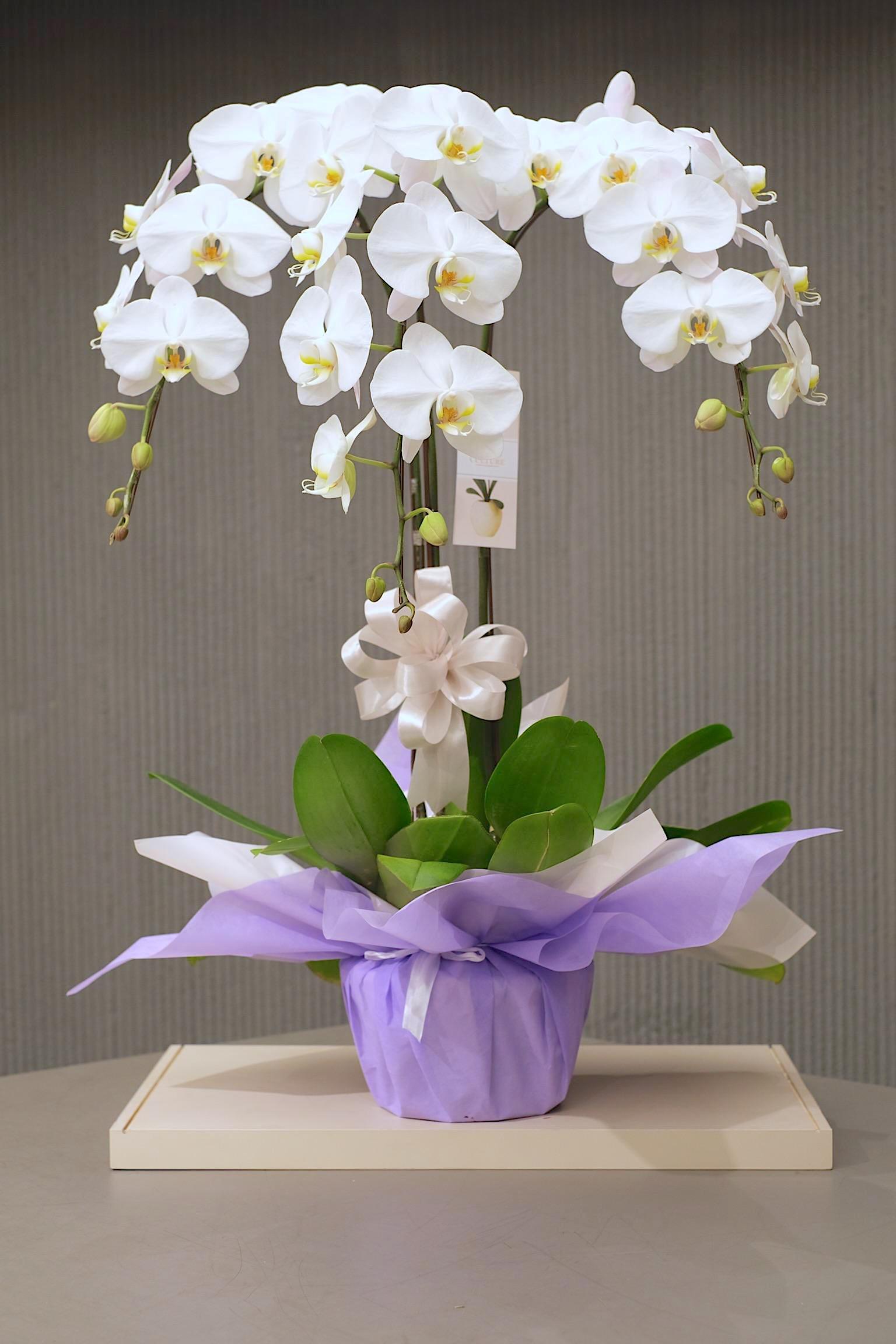 MARVELLOUS WHITE