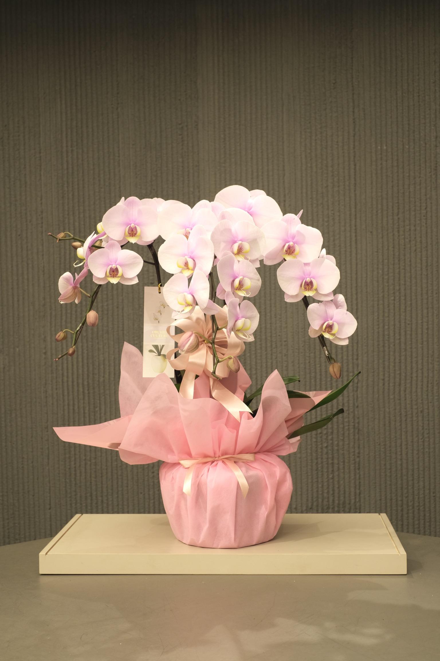 SAKURA BLOSSOM