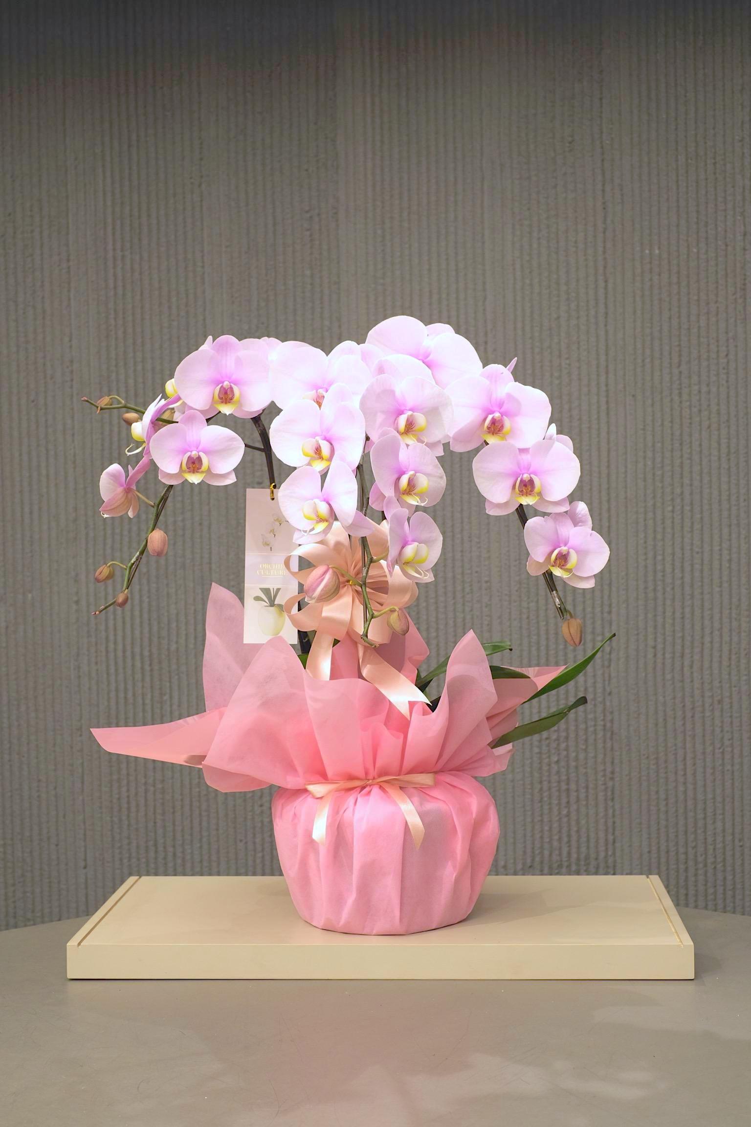 SAKURA BLOSSOM