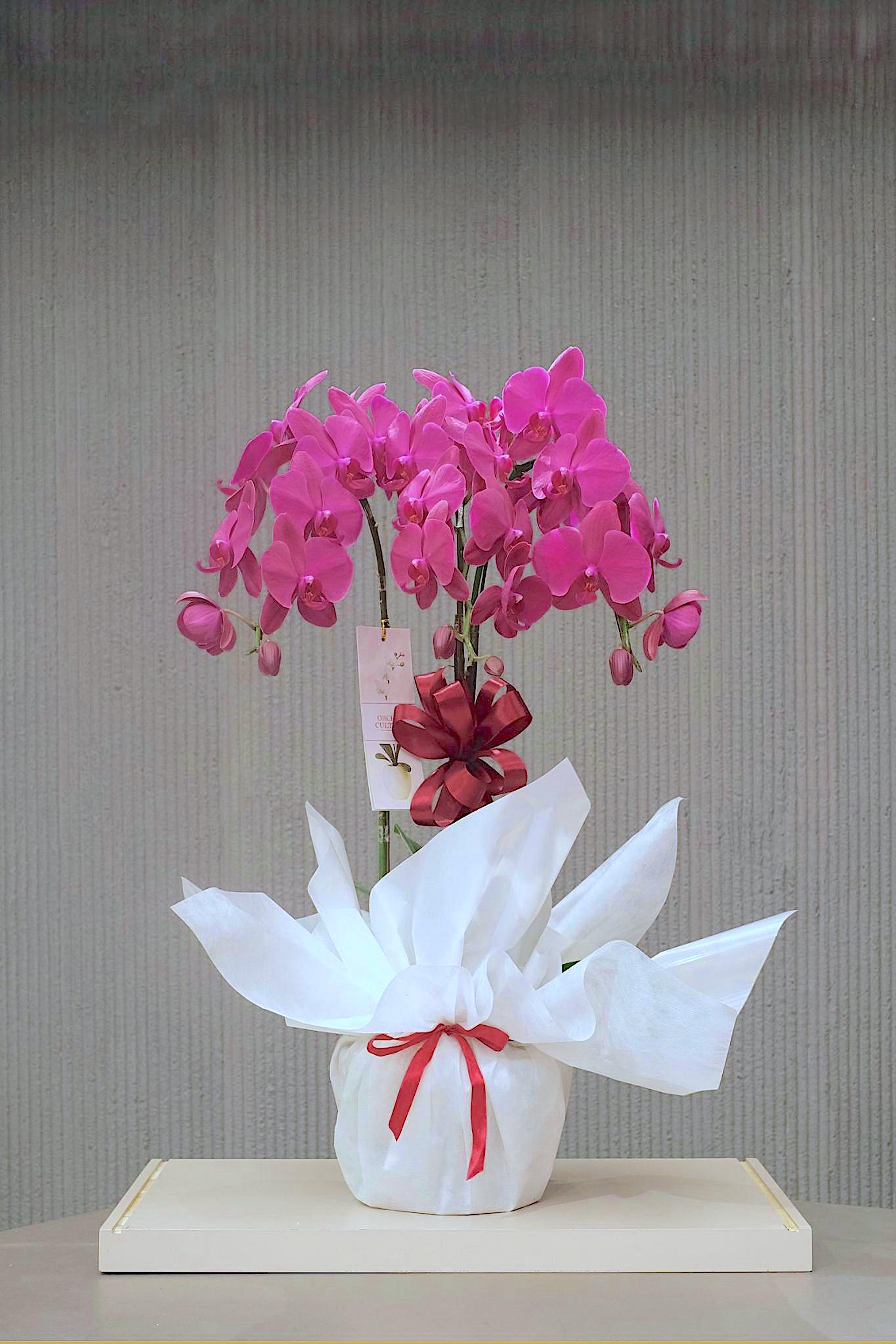 MAGENTA WISHES