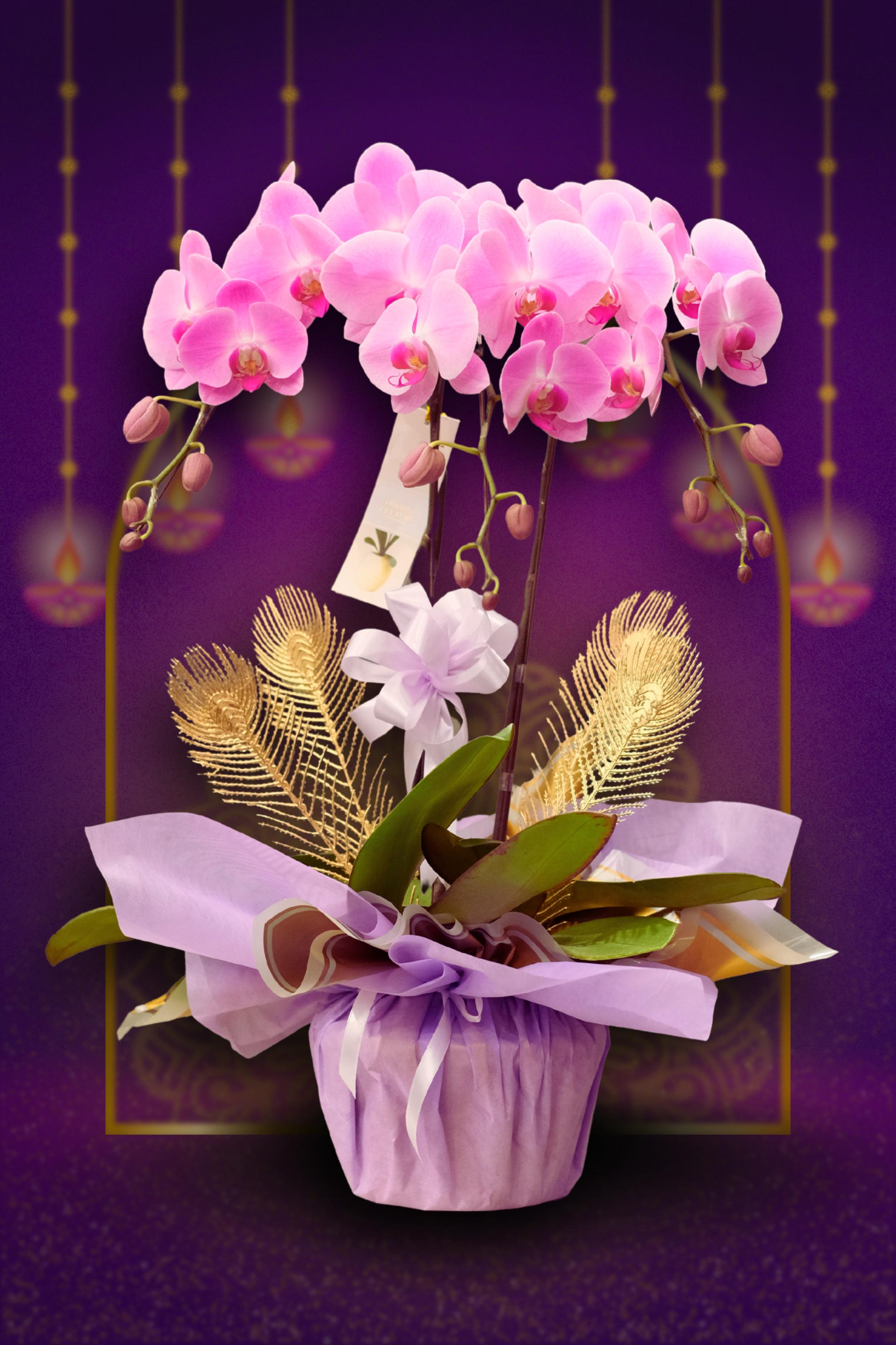 AUSPICIOUS DEEPAVALI