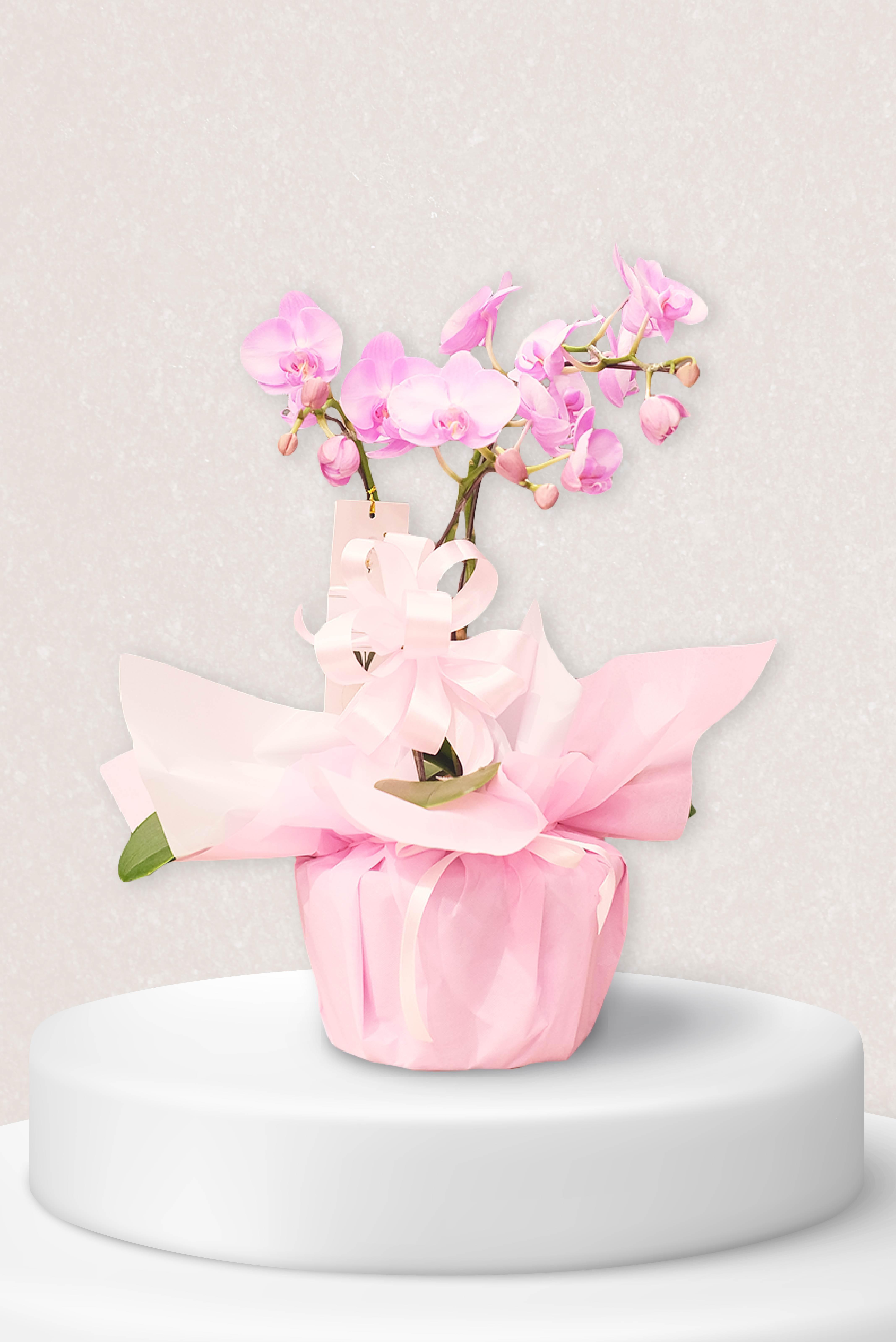 REFINED BLOOM