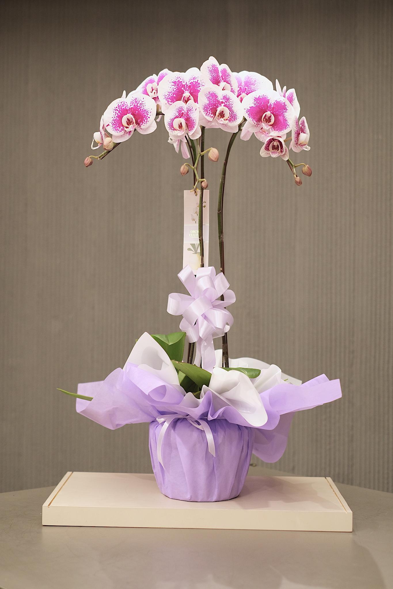 VIOLET BLOOM