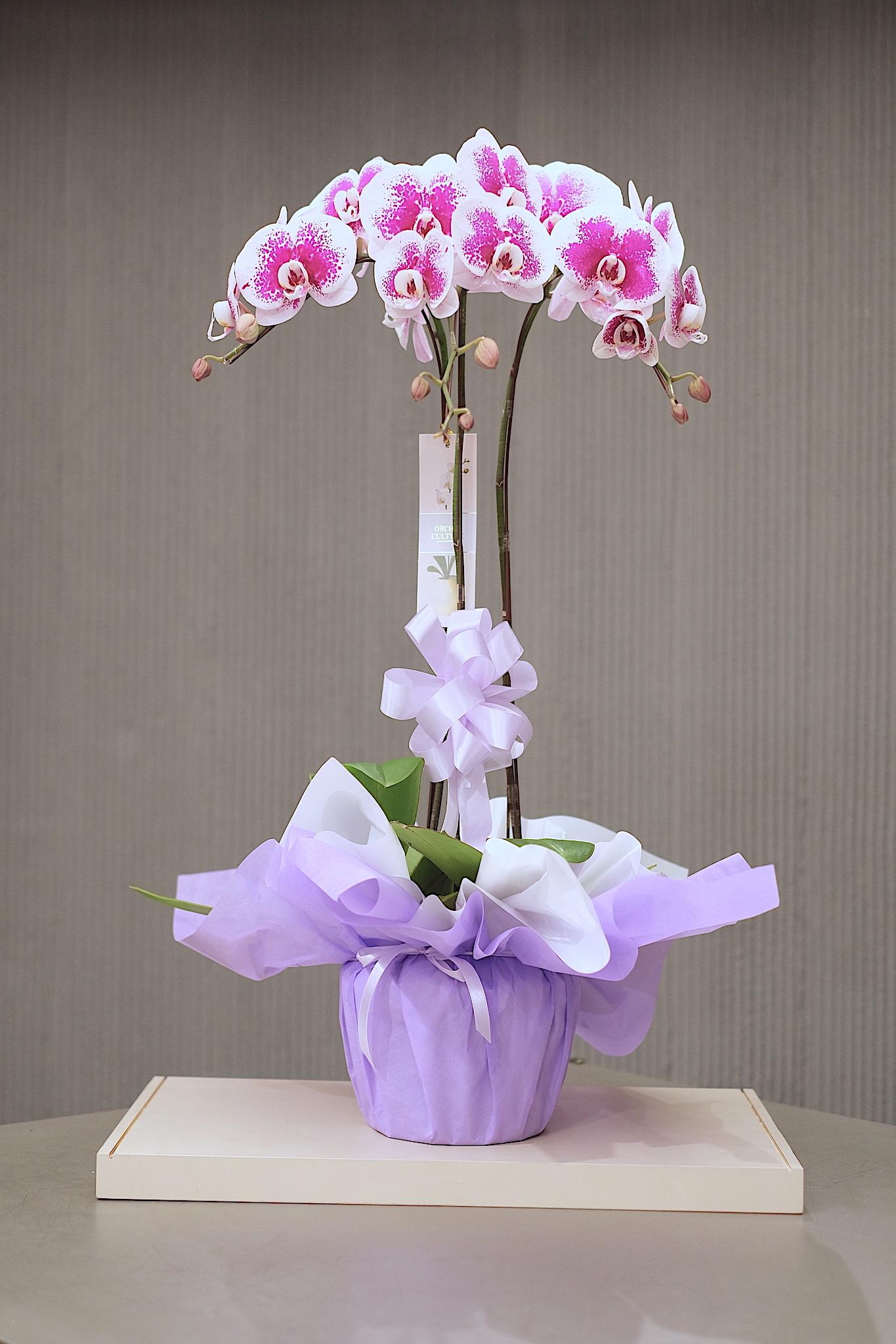 VIOLET BLOOM