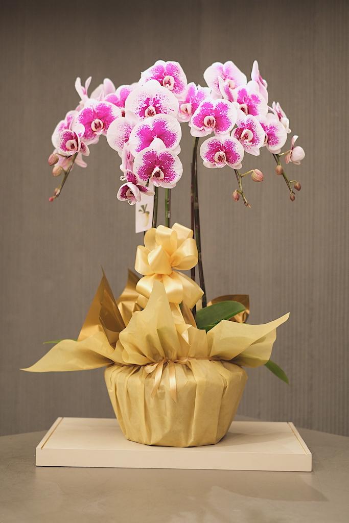 OPULANCE BLOOM