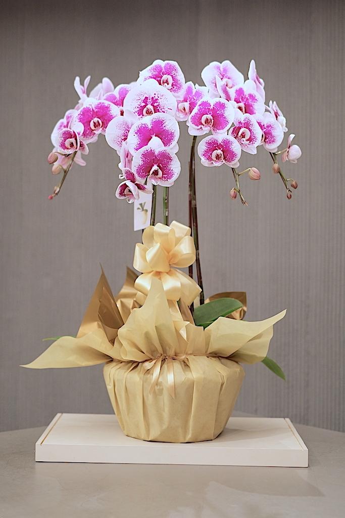 OPULANCE BLOOM