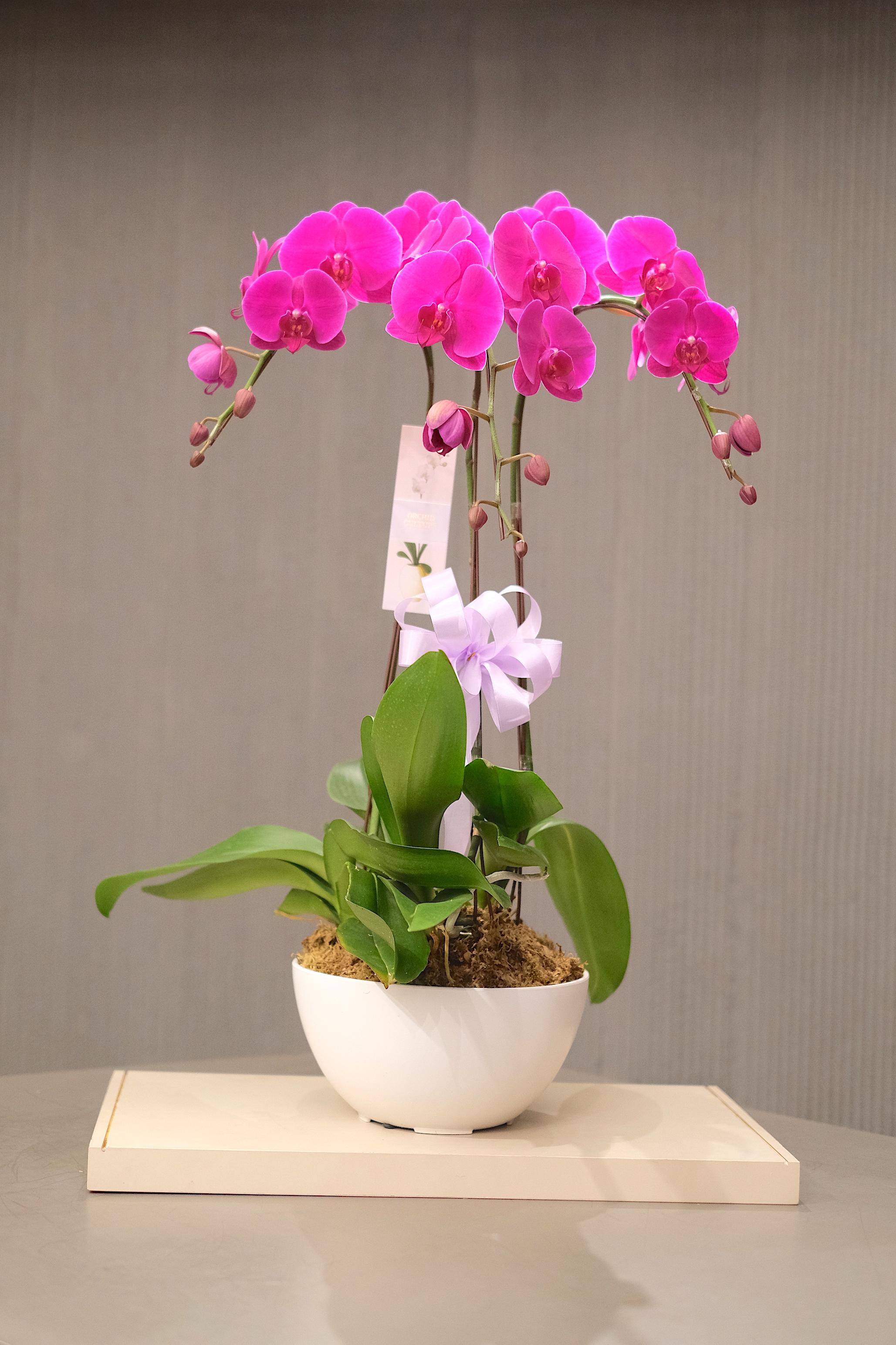 VIBRANT ELEGANCE