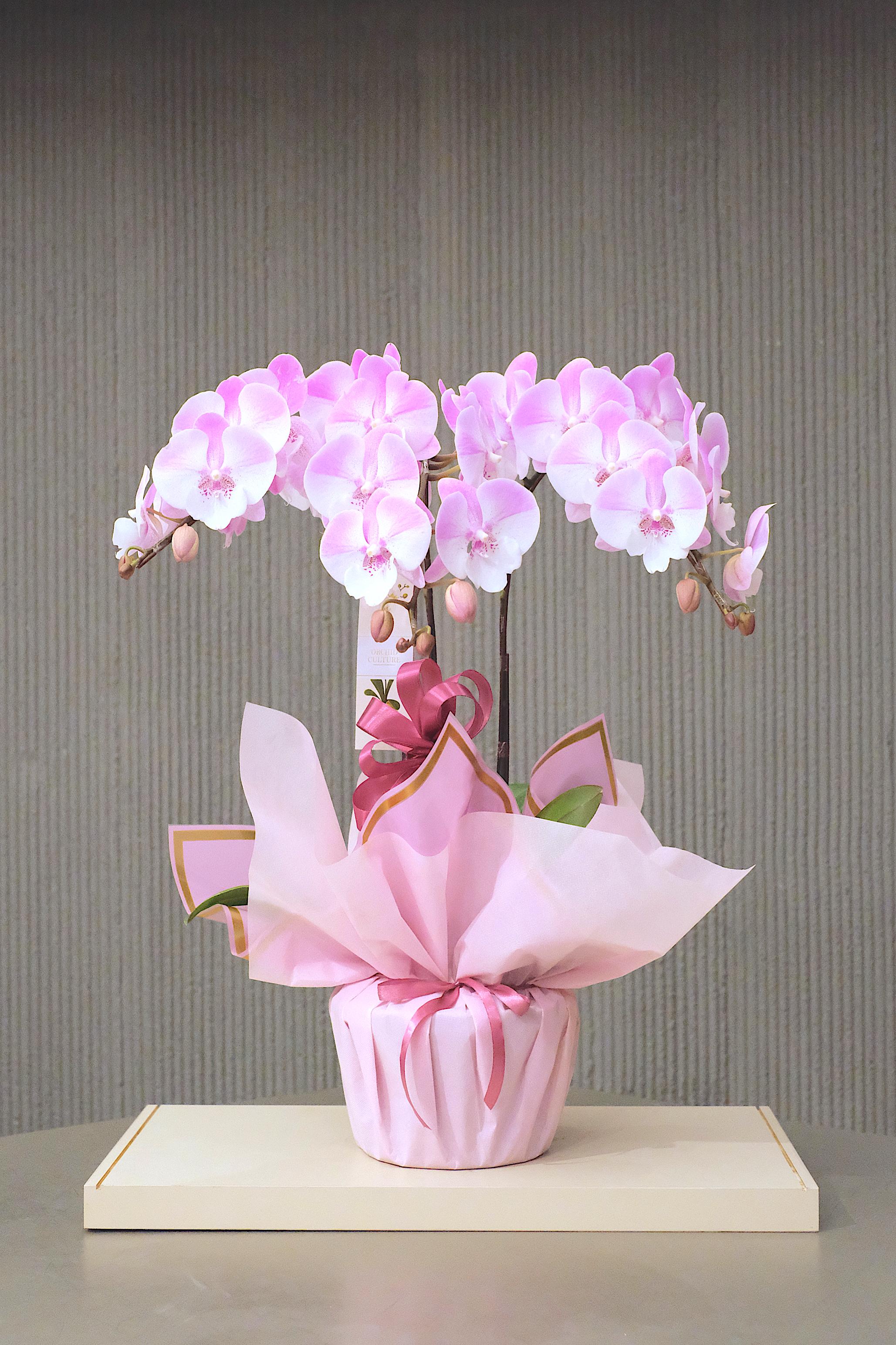 GENTLE BLOOM