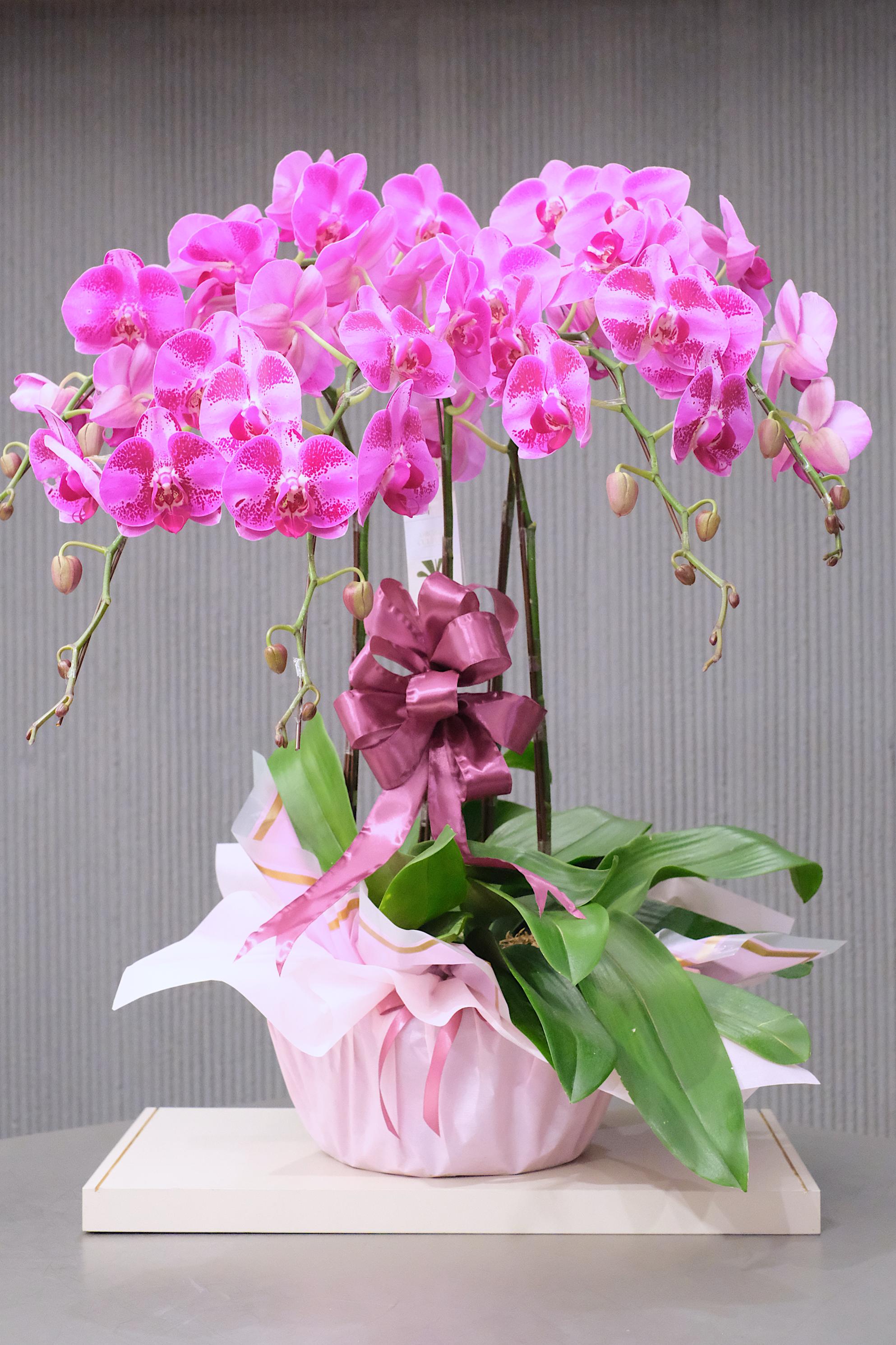 TREASURED BEAUTY