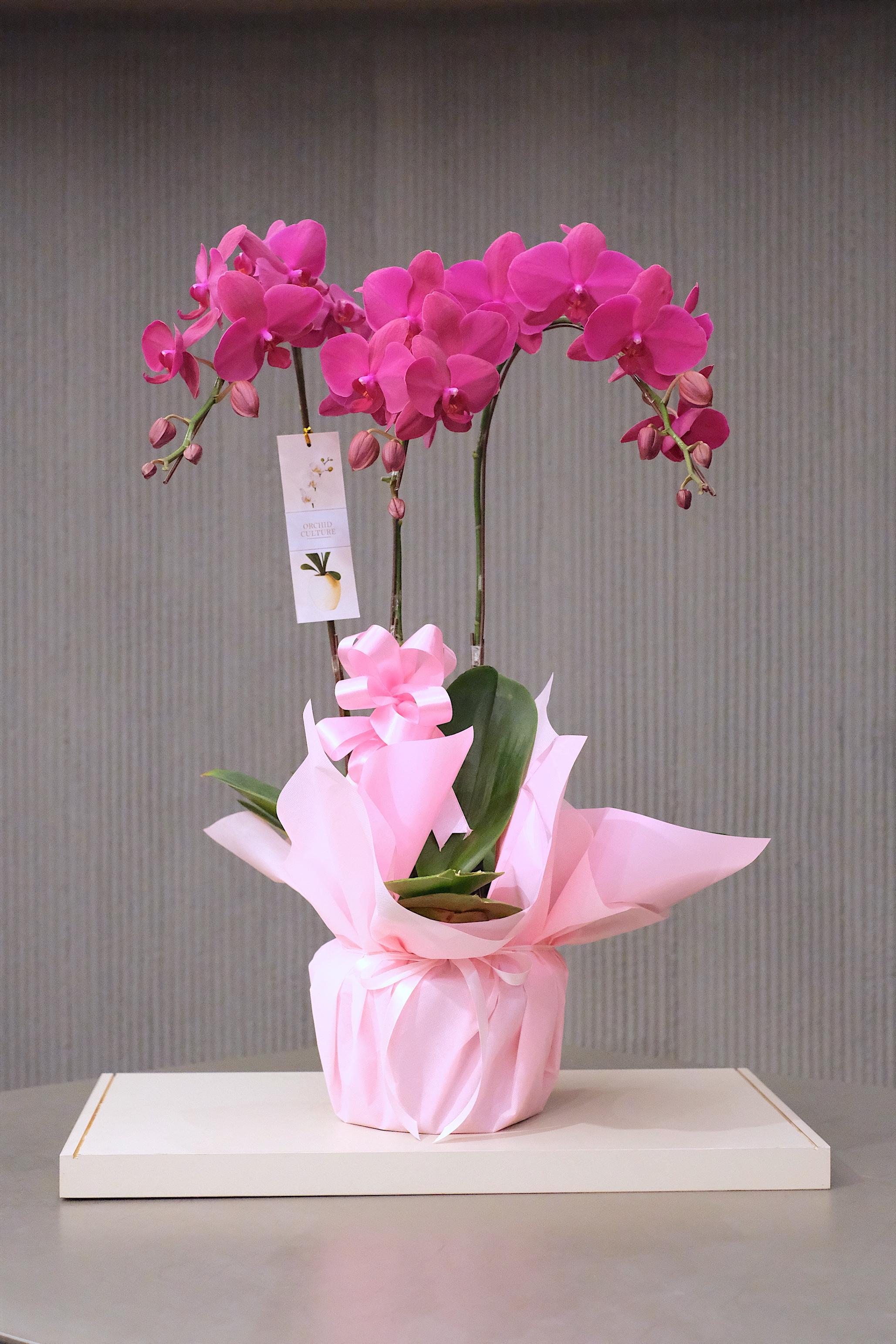 PINK GRATITUDE