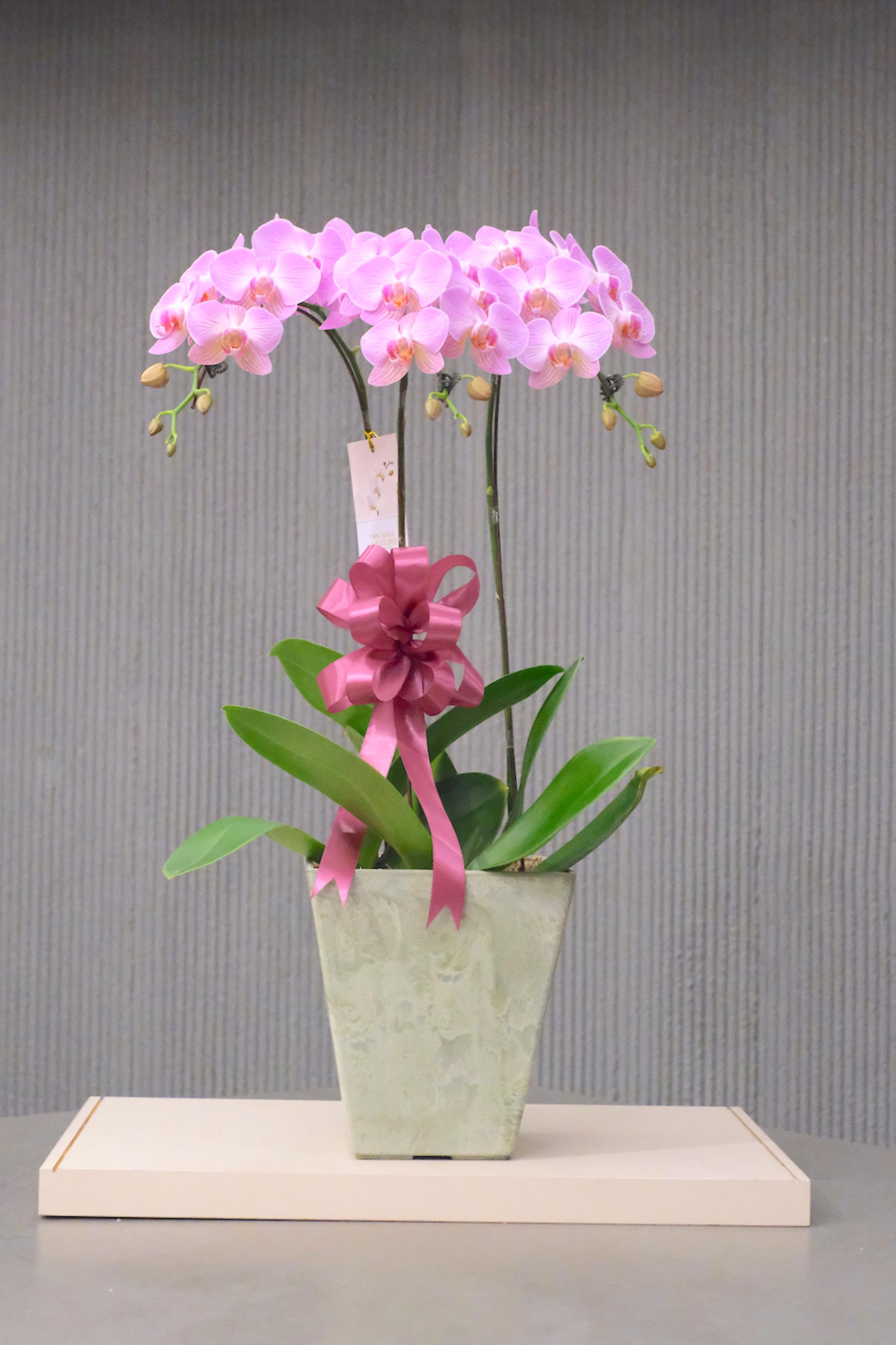 JOYFUL BEAUTY