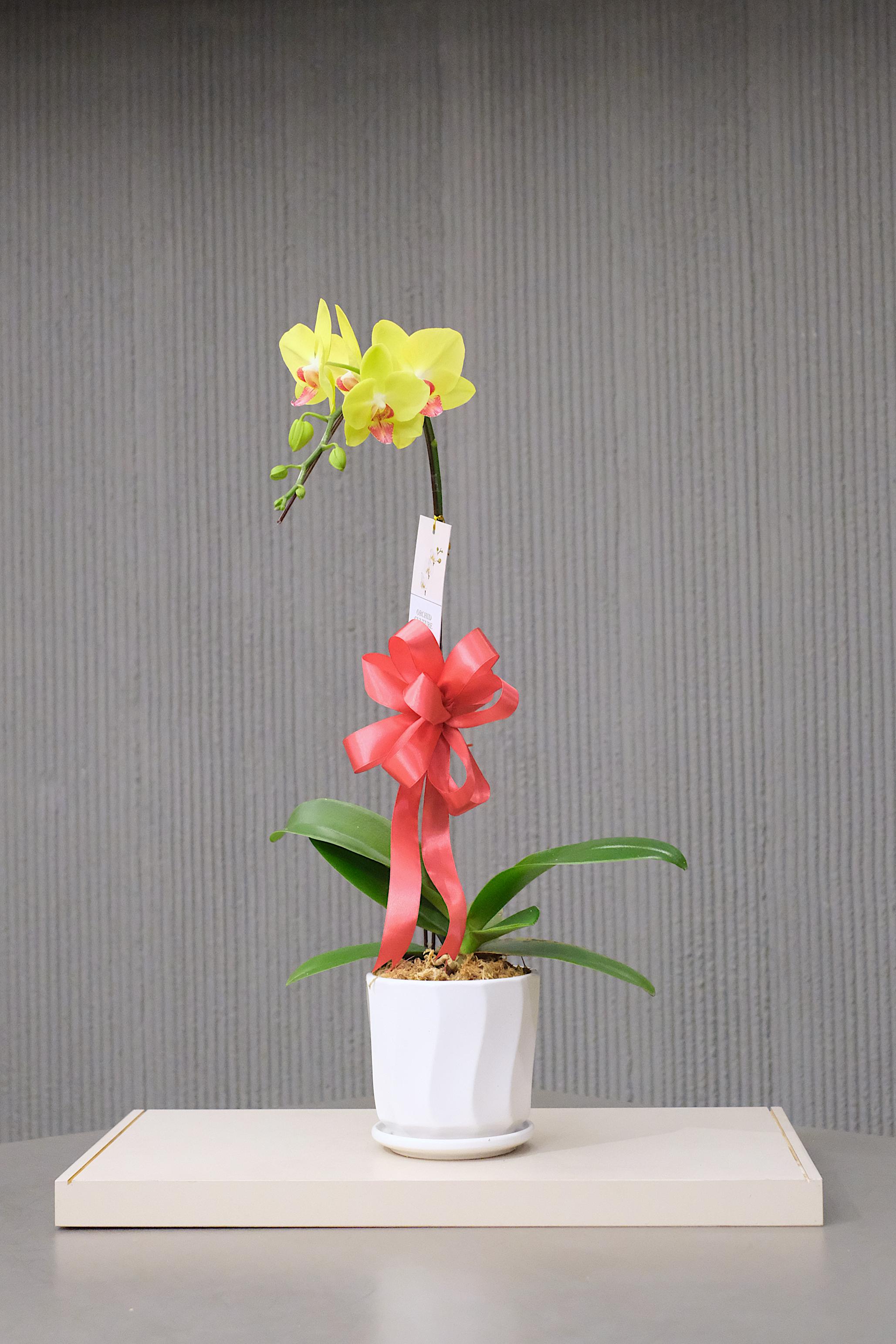 SOLARA BLOOM