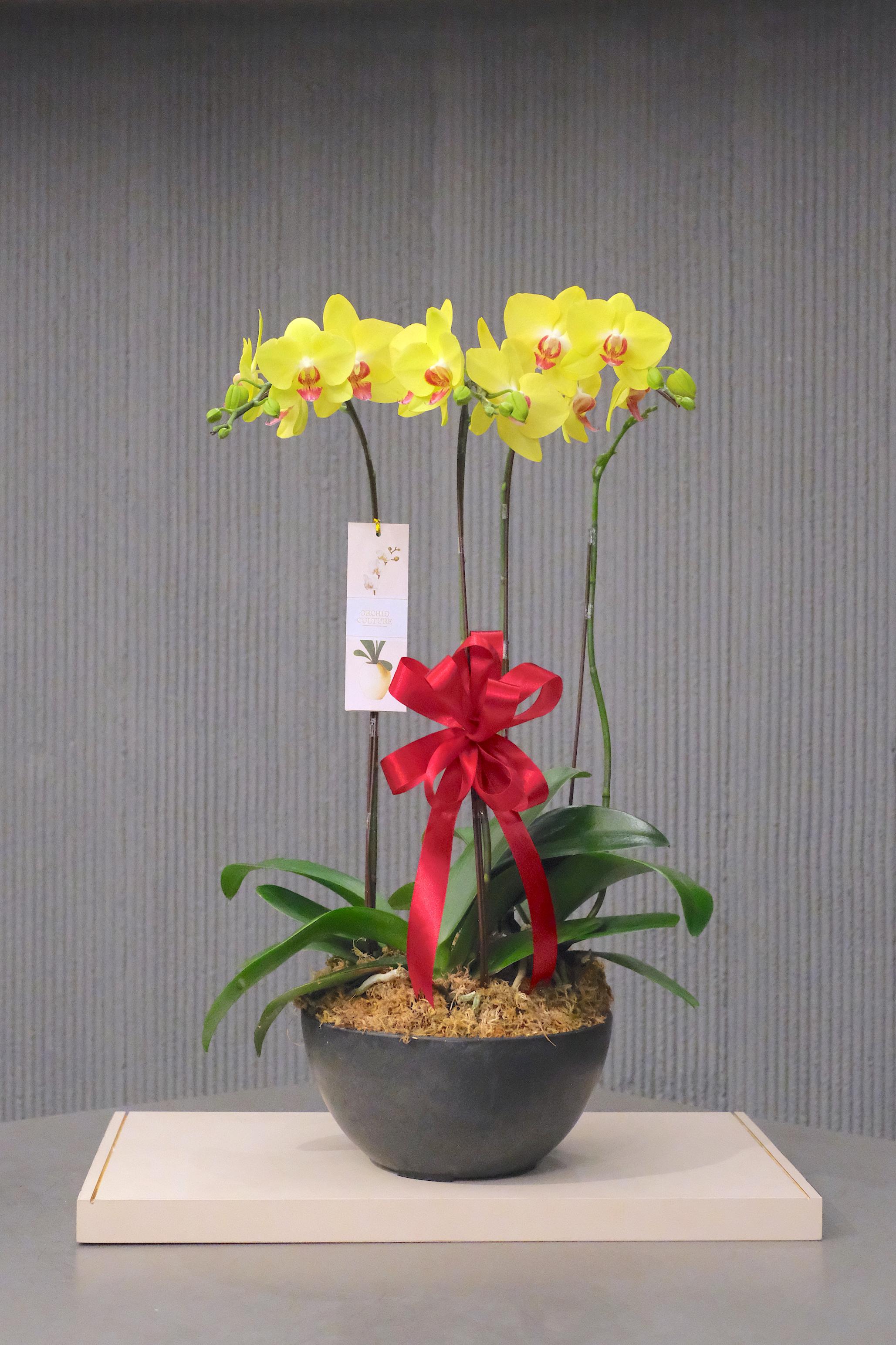 JOYOUS BLOOM