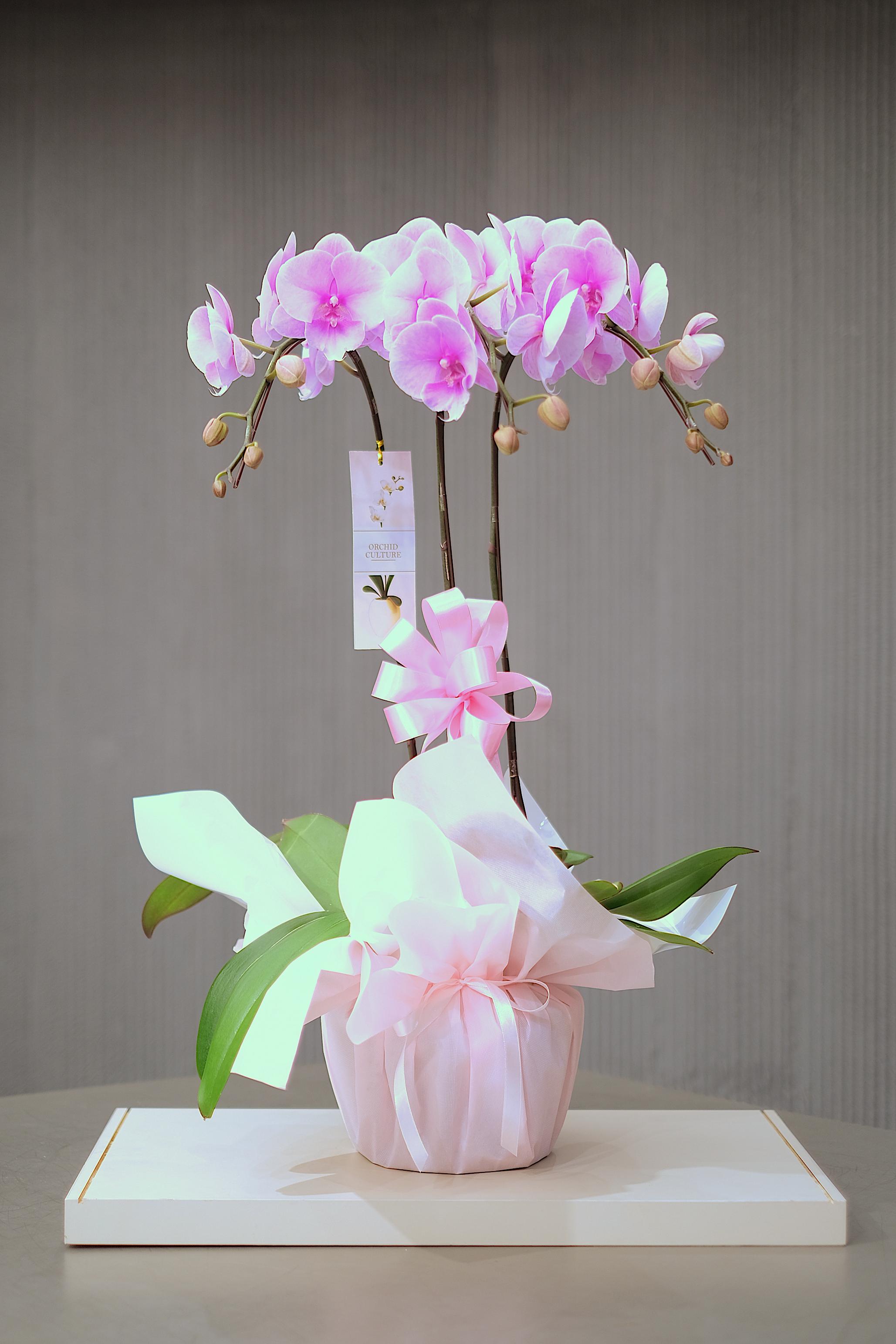 BLUSH BLOSSOM