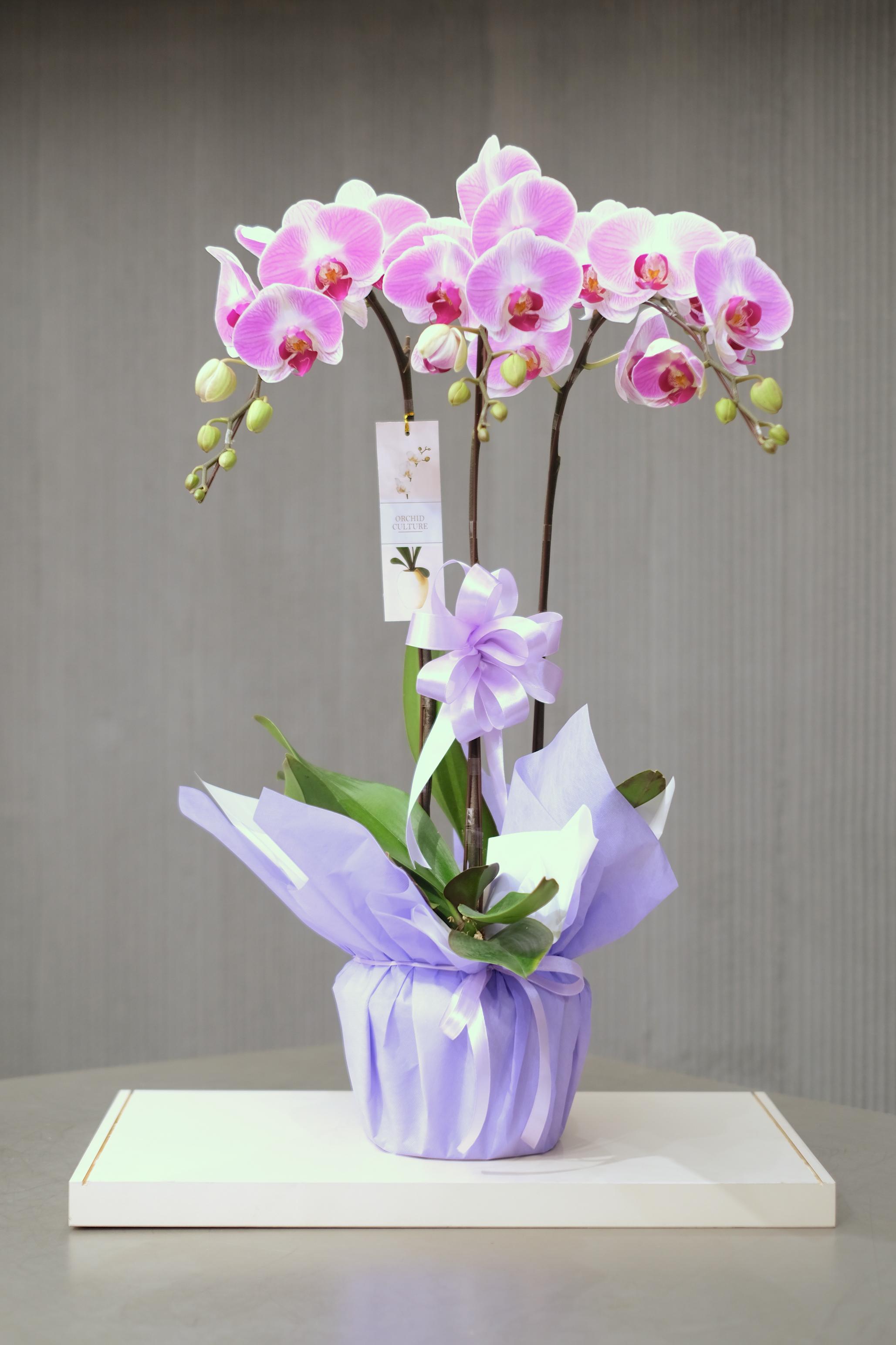 CLASSIC BLOOMS