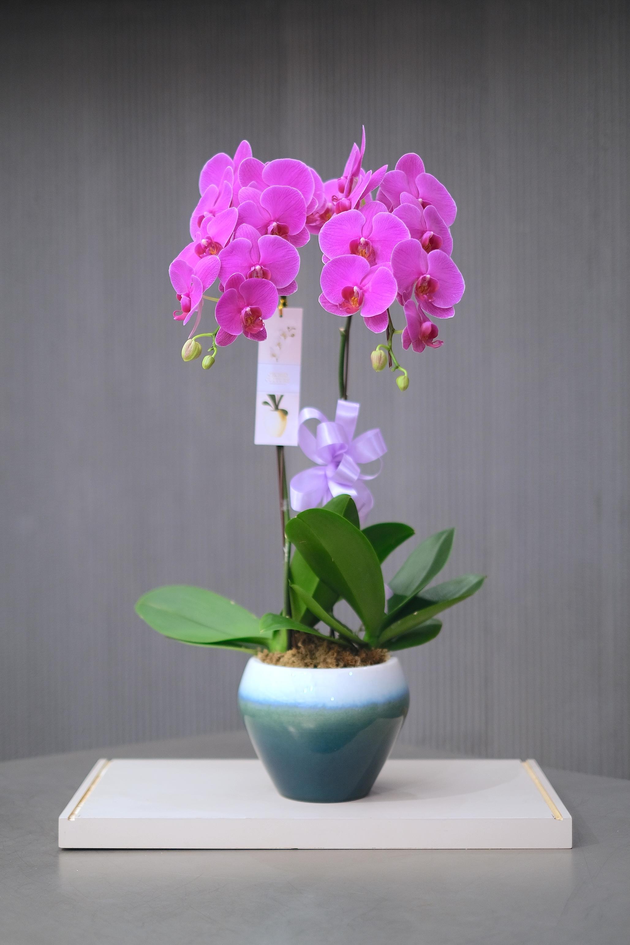 MAGENTA MUSE