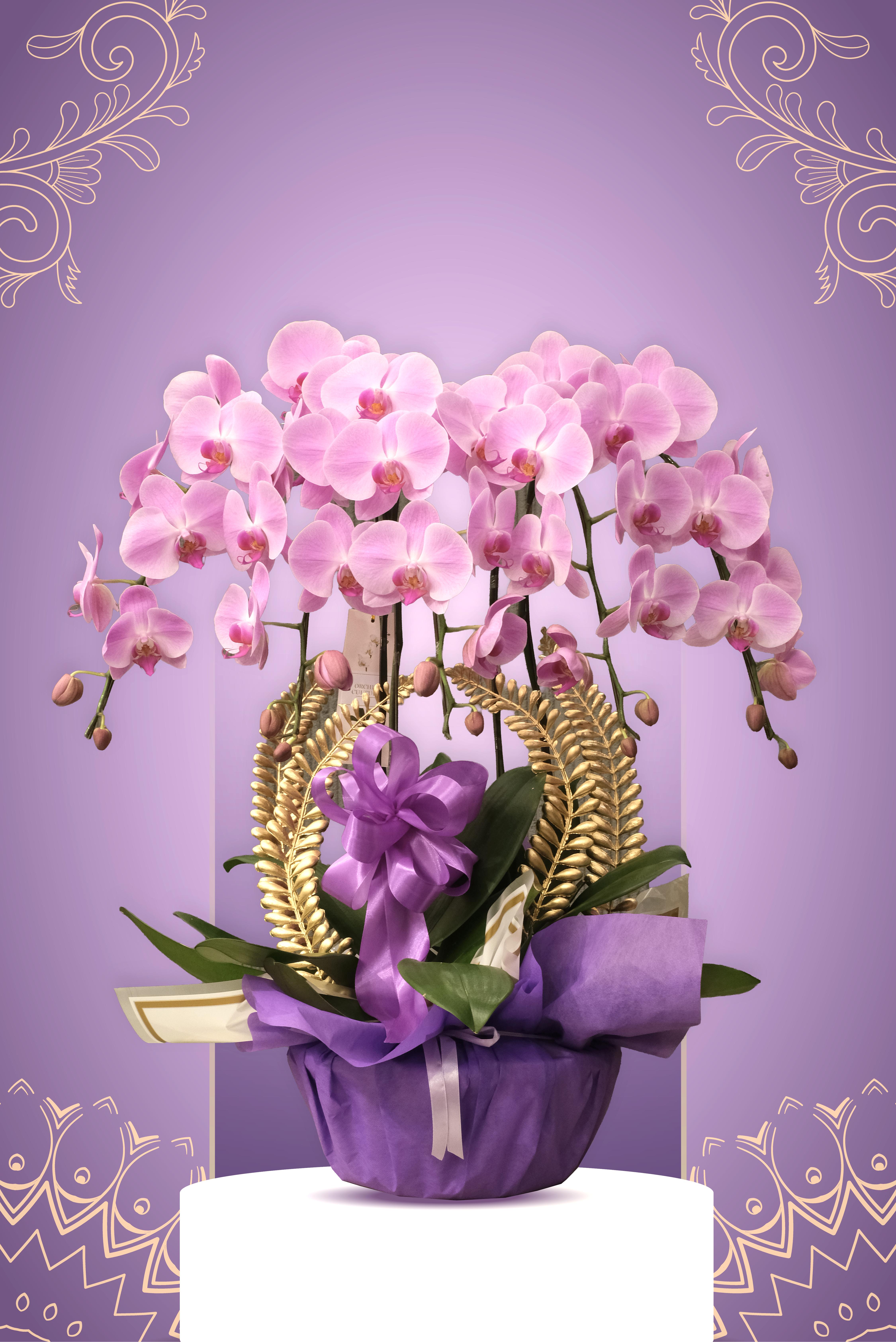 BLUSH OF PROSPERITY