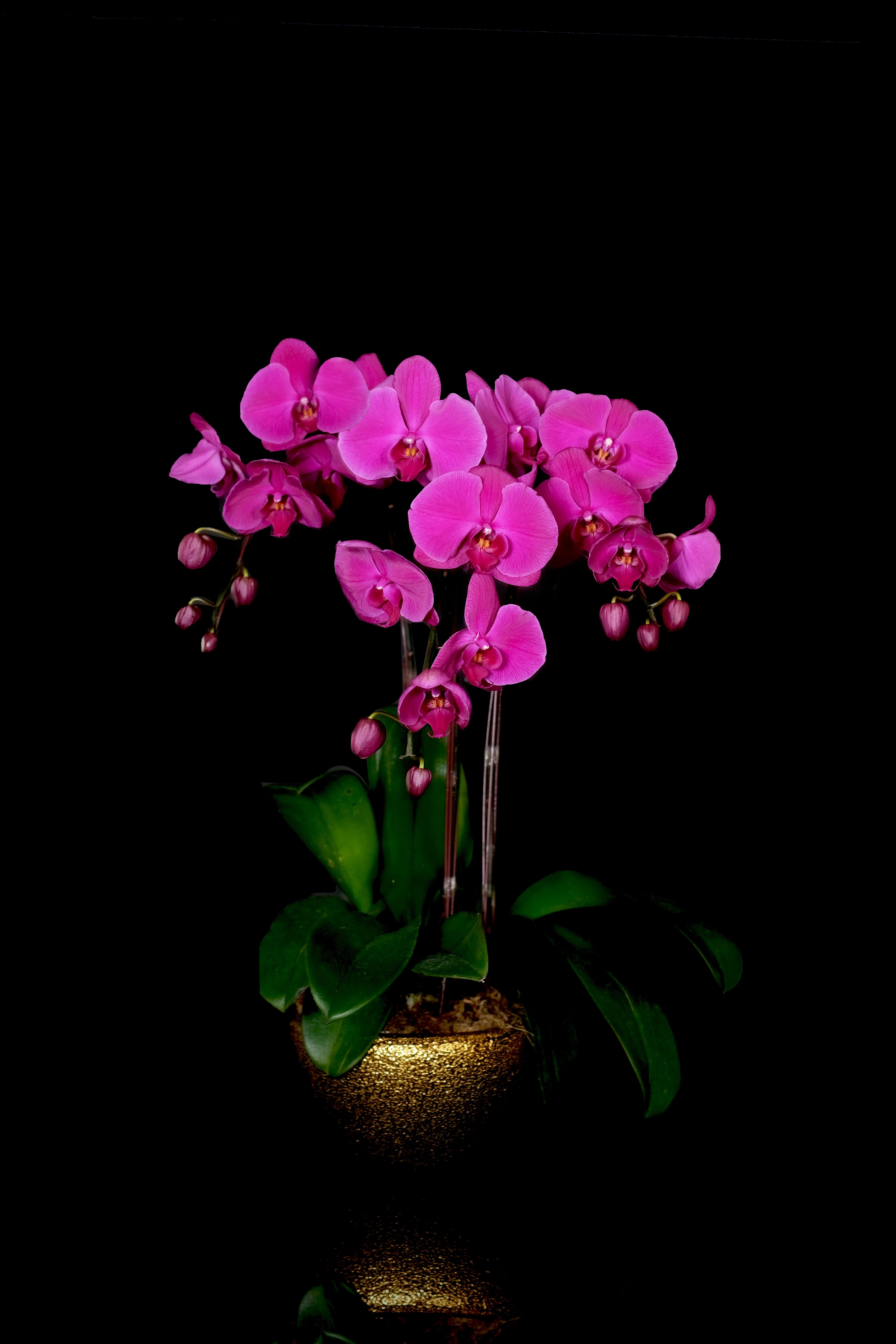 orchid life sdn bhd